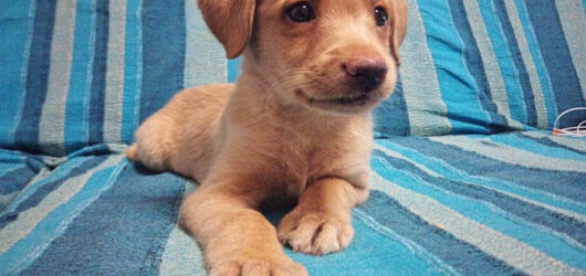 G-Litter – Extract