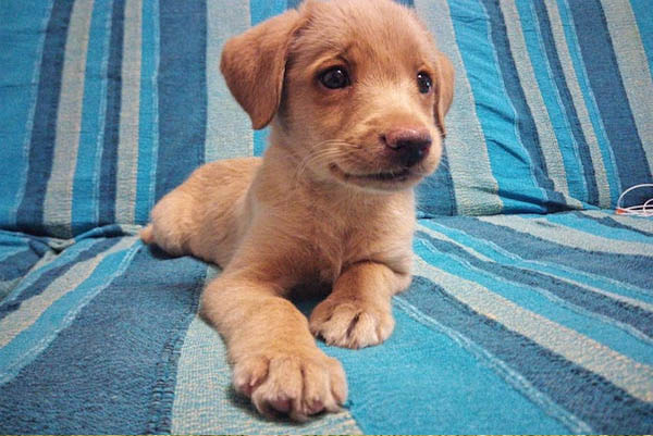 G-Litter – Extract