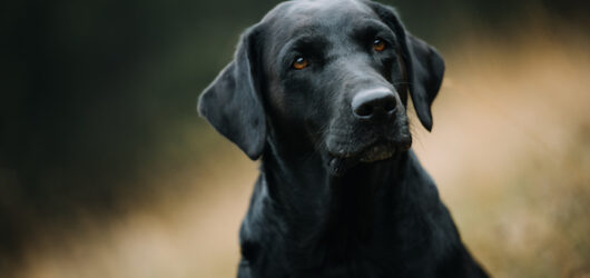 UPDATE F-Wurf – Oktober 2020