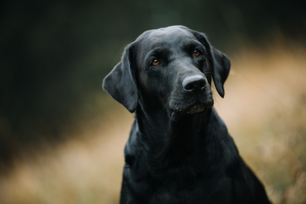 UPDATE F-Wurf – Oktober 2020