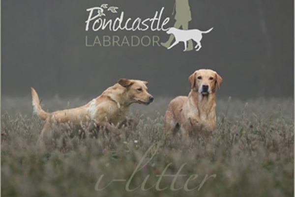 Florence & Rookie – I-Litter April 2023