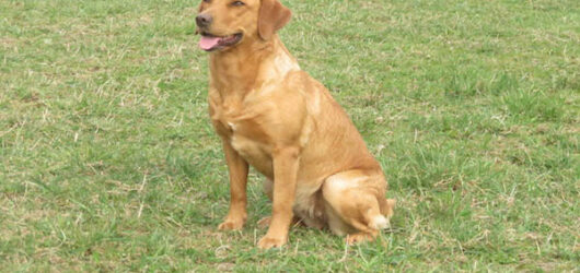 Wurfankündigung Fichtenhorst G-Wurf – Sommer 2020