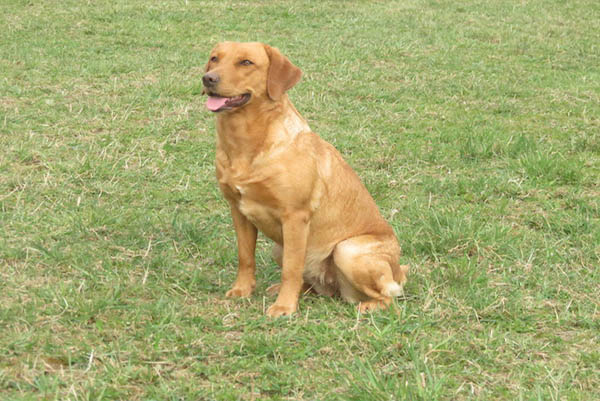 Wurfankündigung Fichtenhorst G-Wurf – Sommer 2020