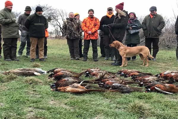 Novice Field Trial 29.12.2019