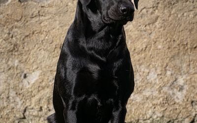 Wurfankündigung K-Wurf – Herbst 2024