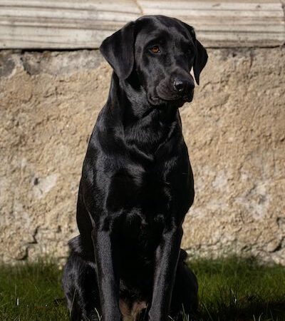 Wurfankündigung K-Wurf – Herbst 2024