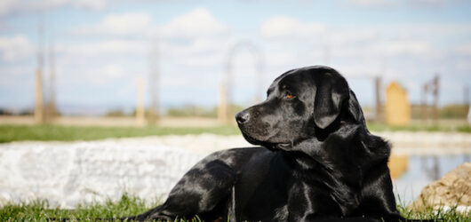 Wurfankündigung H-Wurf – Winter 2022