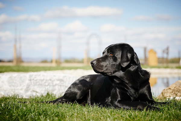 Wurfankündigung H-Wurf – Winter 2022