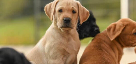 Welcome to the Family WILDCLOVER’S EUGENE