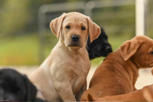 Welcome to the Family WILDCLOVER’S EUGENE