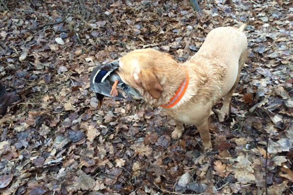 Entenjagd 12.12.2015