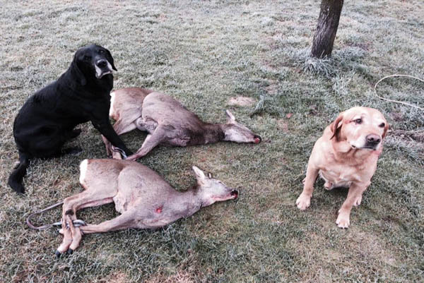 Nachsuche 13.12.2015