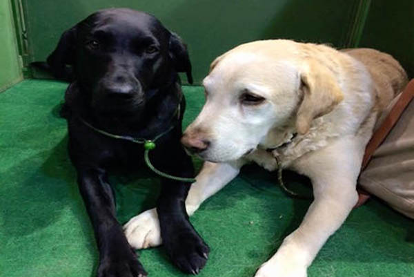 Jagdmesse, Jagdhundeausstellung, Klagenfurt