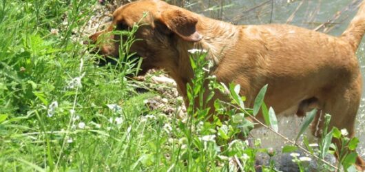 Wurfplanung C-Wurf – Herbst 2018