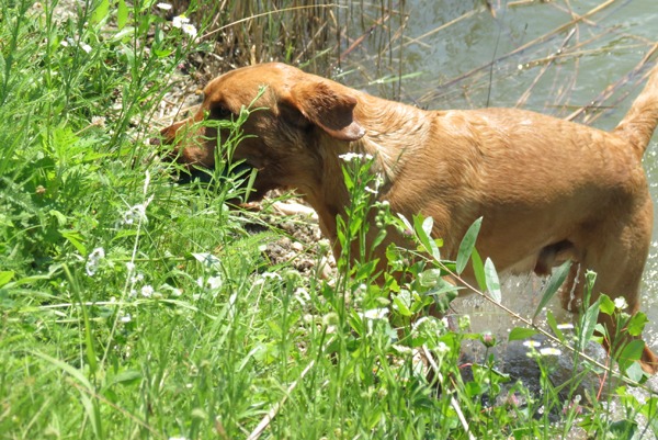 Wurfplanung C-Wurf – Herbst 2018