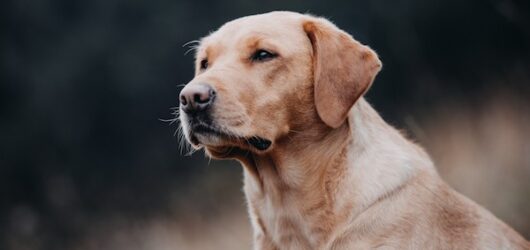 Wurfankündigung I-Wurf – Frühjahr 2023