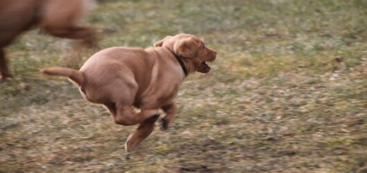 C-Wurf – Halli galli im Garten