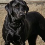 Franny hat aufgenommen, K-Wurf – Herbst 2024