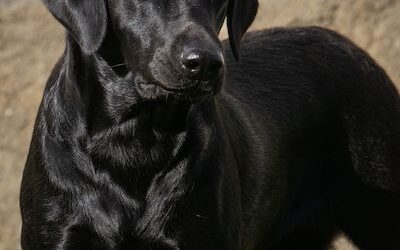 Franny hat aufgenommen, K-Wurf – Herbst 2024