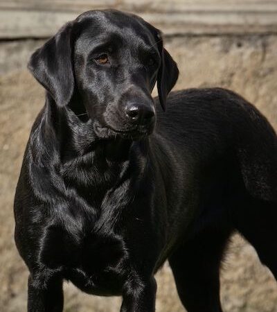 Franny hat aufgenommen, K-Wurf – Herbst 2024