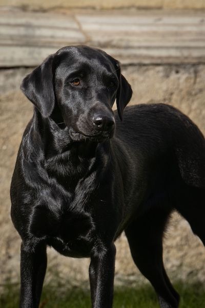 Franny hat aufgenommen, K-Wurf – Herbst 2024