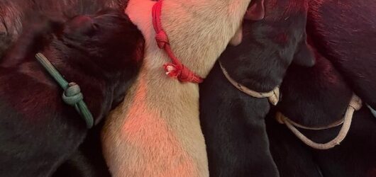 H-Wurf – Die Welpen sind da!