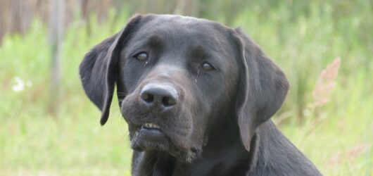 Wurfankündigung D-Wurf – Herbst 2019