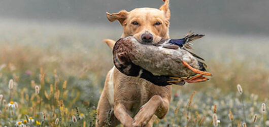 Florence ist Internationaler Field Trial Champion