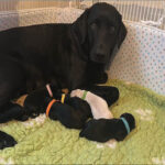 K-Wurf – Die Welpen sind da!