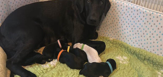 K-Wurf – Die Welpen sind da!