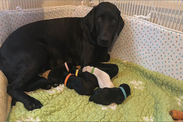 K-Wurf – Die Welpen sind da!