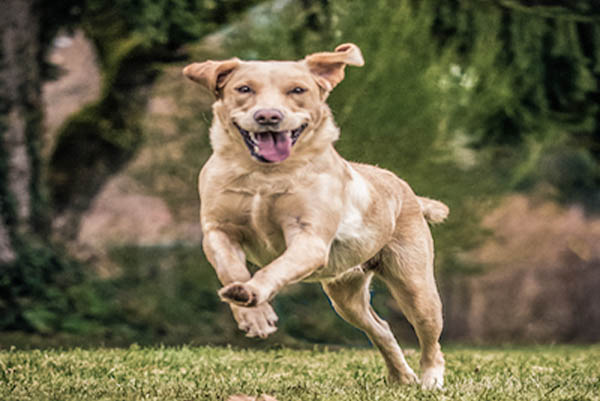 G-Wurf – Die Welpen sind da!