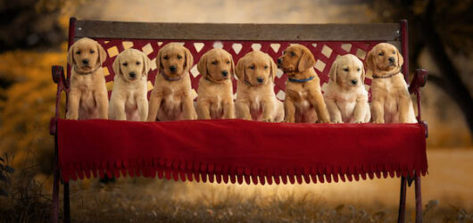 Time to say goodbye…Fichtenhorst G-Wurf