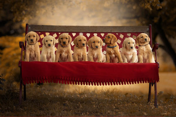 Time to say goodbye…Fichtenhorst G-Wurf