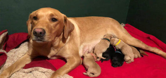 +++Hurra der C-Wurf ist da+++