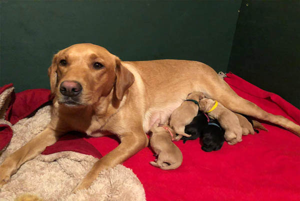 +++Hurra der C-Wurf ist da+++