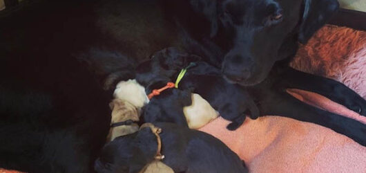 Unser F-Wurf ist gelandet