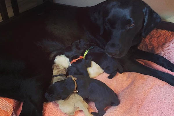 Unser F-Wurf ist gelandet