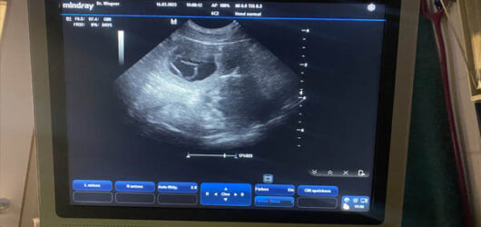 Florence & Rookie – I-Wurf April 2023