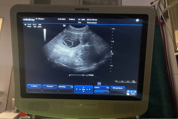 Florence & Rookie – I-Wurf April 2023