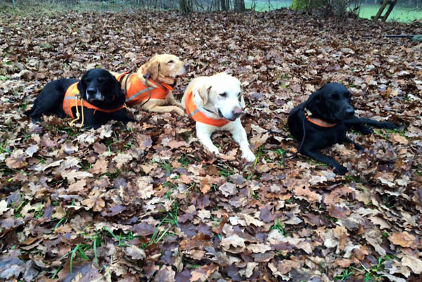 Niederwildjagd 08.12.2015