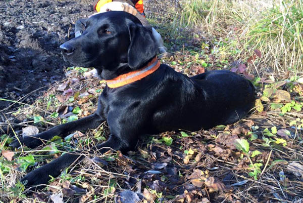 Niederwildjagd 23.11.2015