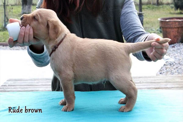 Die Cchens sind 4 Wochen alt