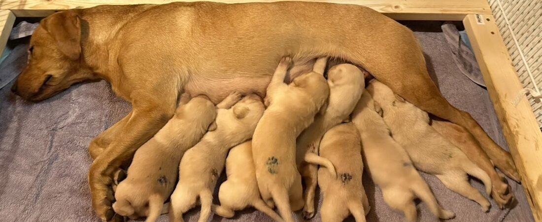 L-litter