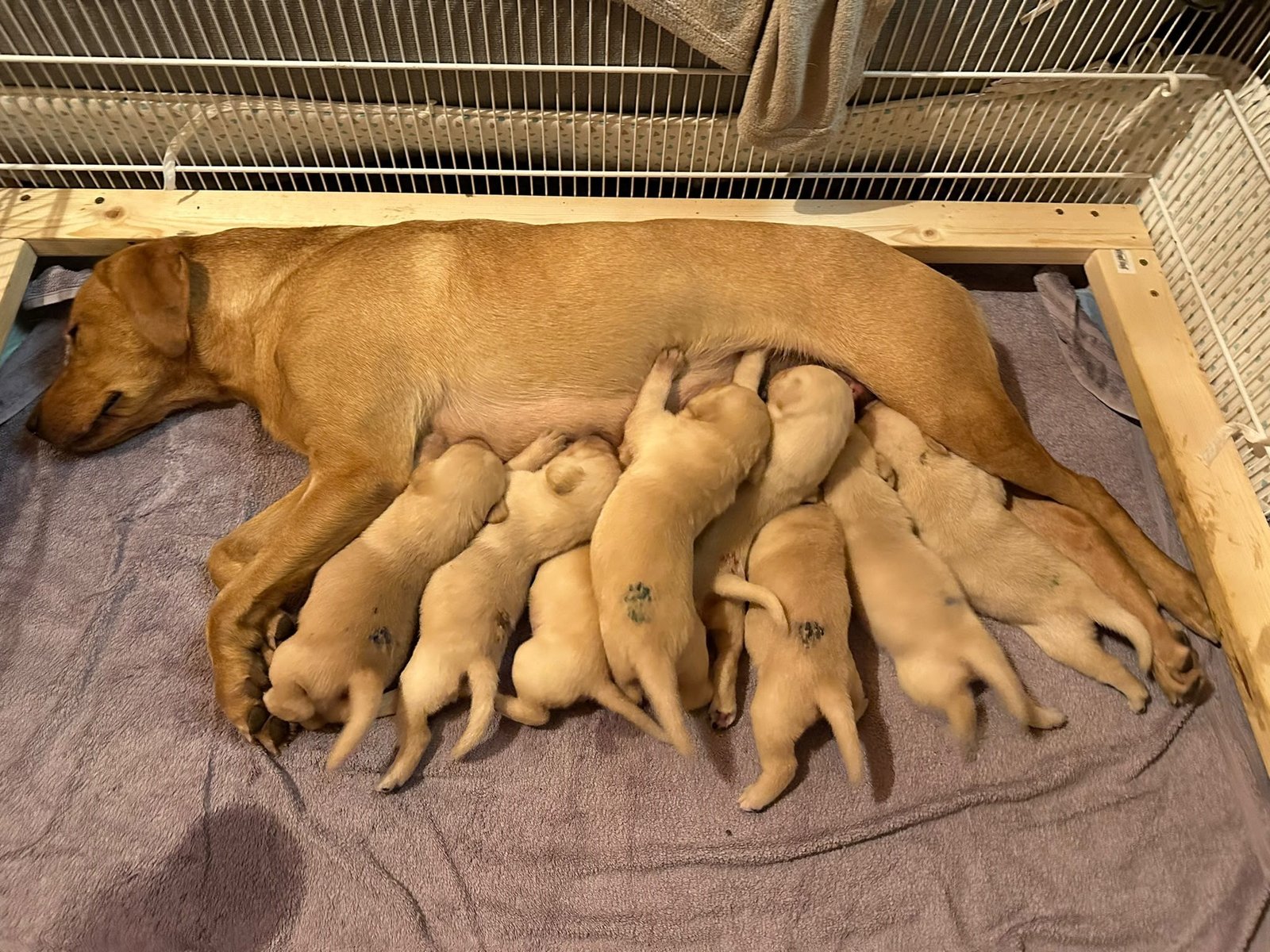 L-litter