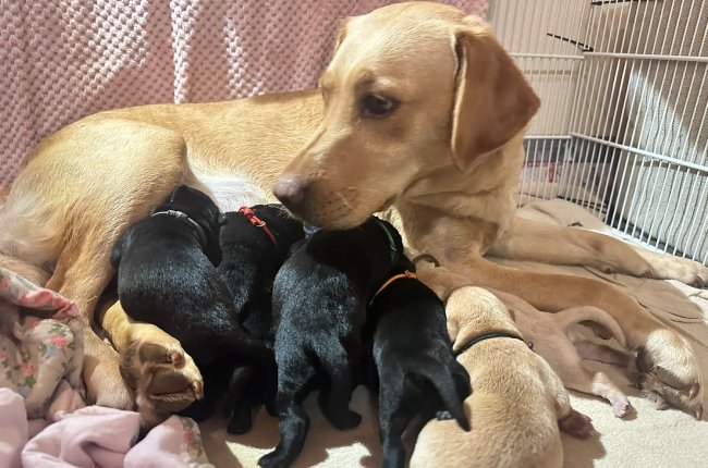 M-litter
